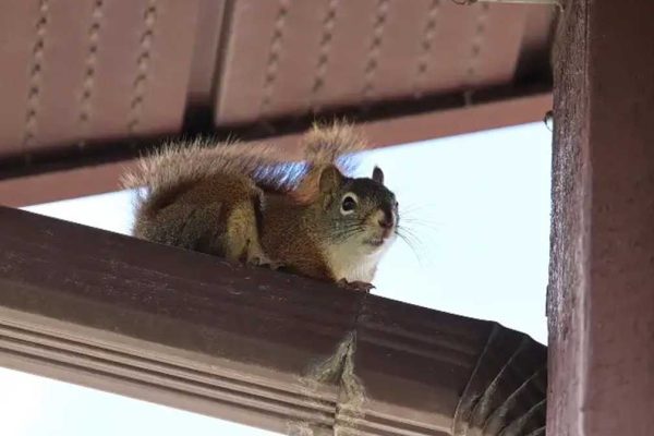 The Impact of Wildlife in Urban Spaces: Issues and Solutions