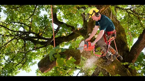 Tree Removal Services