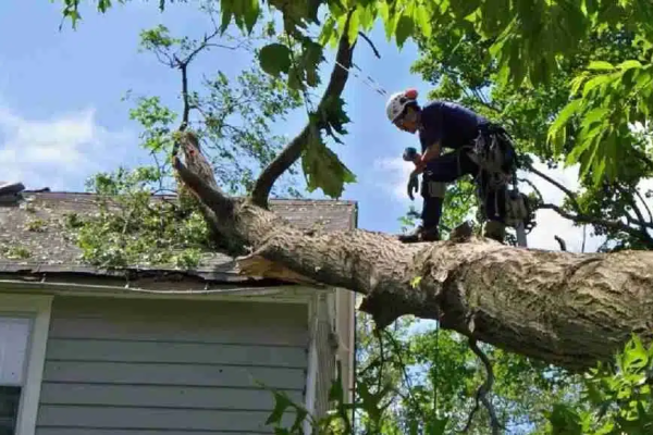 Why Hiring Local Arborists Can Save You Time and Money