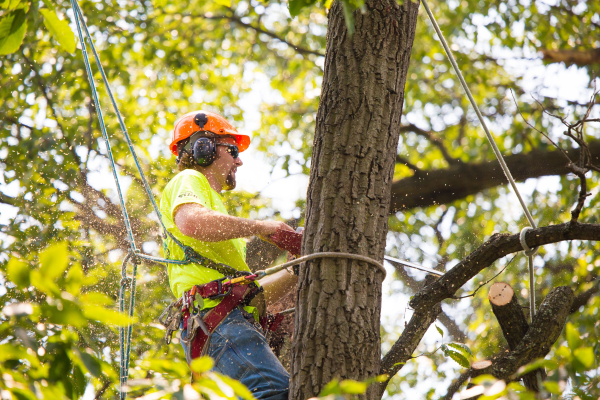 Expert Tips for Maintaining Healthy and Beautiful Trees