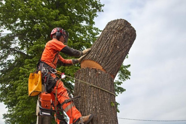 The Importance of Regular Tree Maintenance for Home Safety