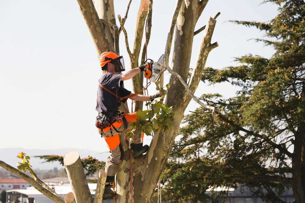 How to Prepare Your Landscape Before Tree Removal