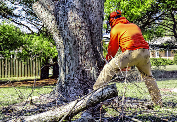 What Homeowners Should Know About Tree Trimming Regulations