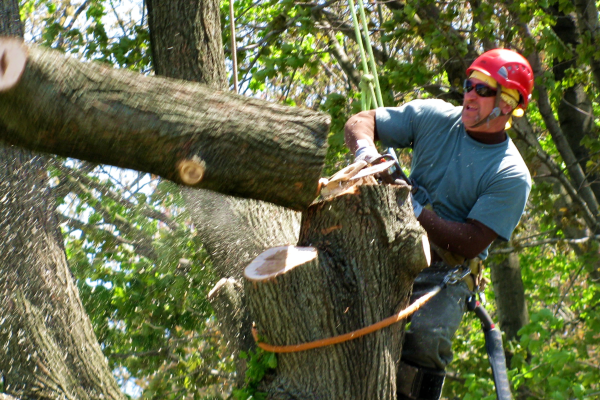 How to Safely Remove Hazardous Trees from Your Property