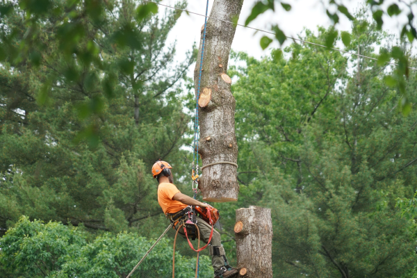 Avoiding Property Damage Through Preventive Tree Care