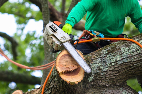 Choosing the Right Professionals for Tree Care and Maintenance