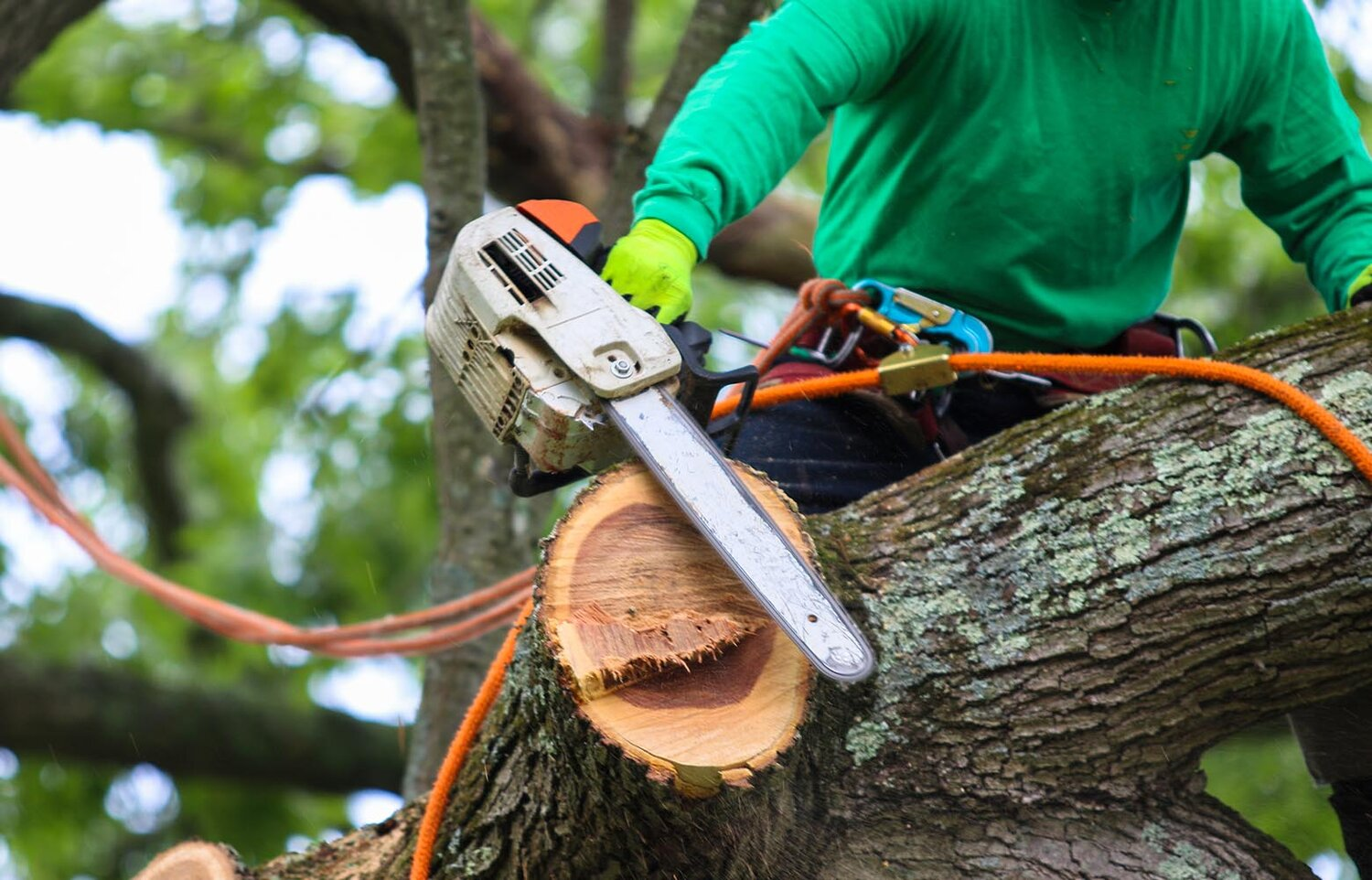 Choosing the Right Professionals for Tree Care and Maintenance