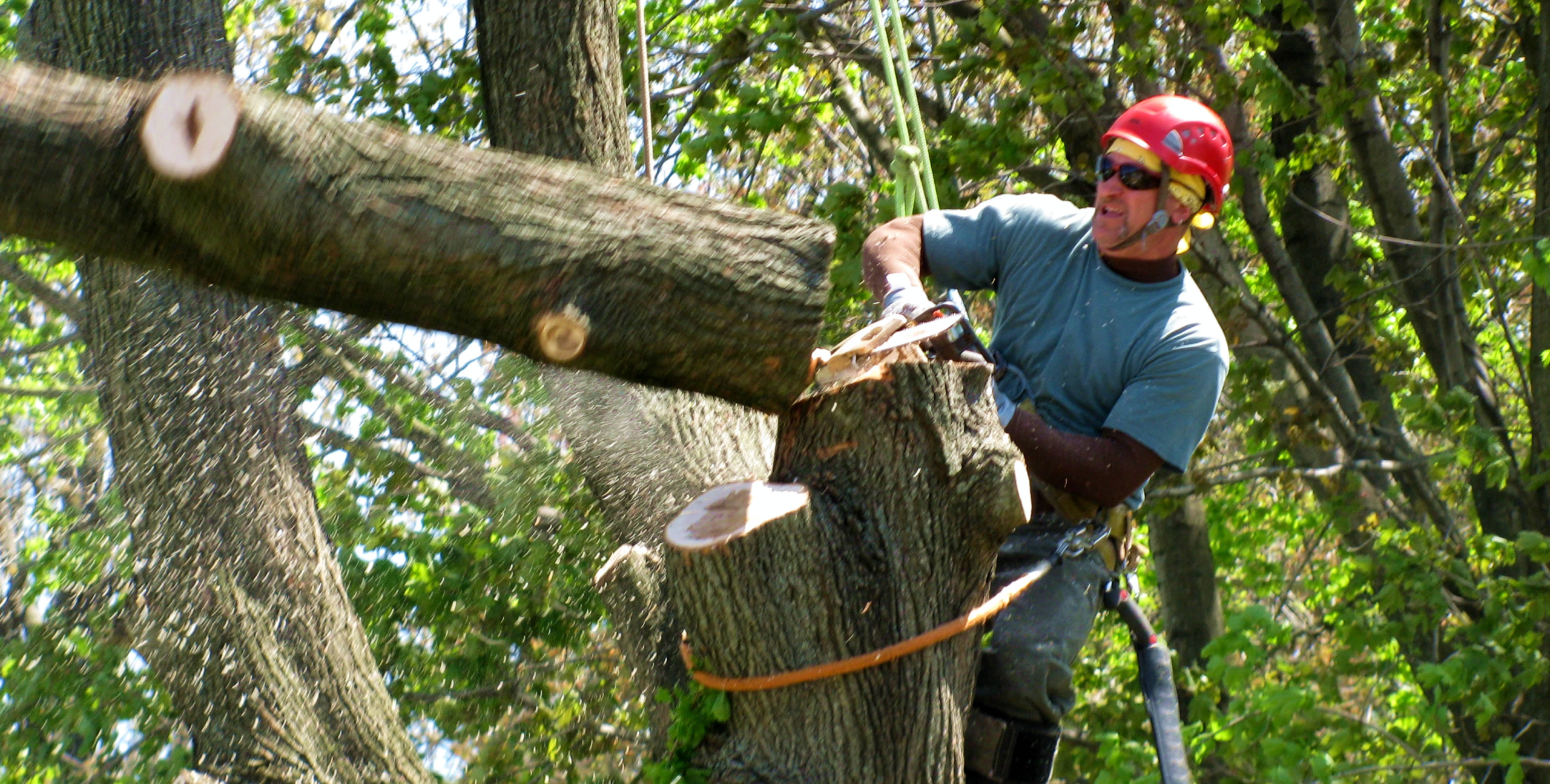 How to Safely Remove Hazardous Trees from Your Property